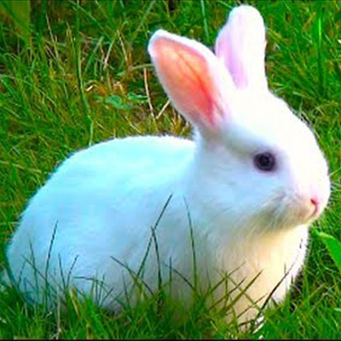Gastrointestinal Stasis: It Is Dangerous For Your Bunny
